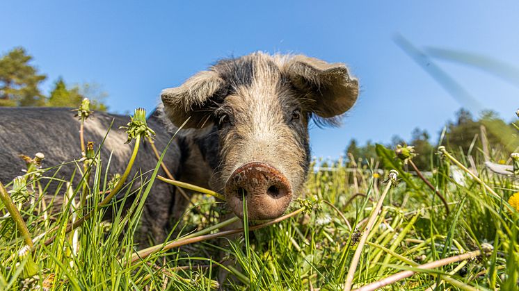 Foto: World Animal Protection/Bild från Lyckliga grisar.