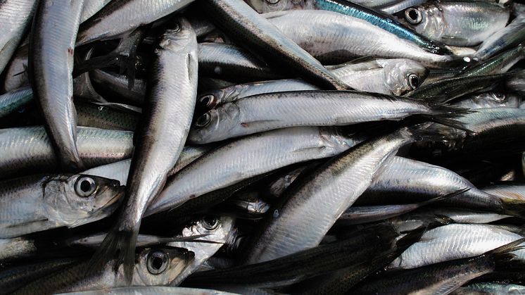 Bara en mindre del av den sill som svenska fiskebåtar fångar blir mat i Sverige, visar en ny utredning från Jordbruksverket. Foto: Scandinavian photo