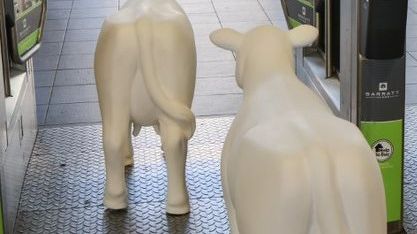 Cows about Cambridge