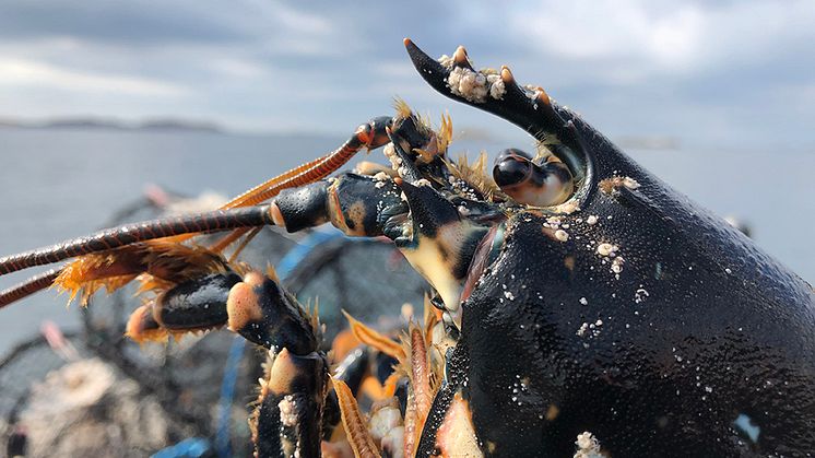 Europeisk hummer förekommer längs hela den svenska västkusten ner till norra Öresund. En hummer kan bli åtminstone 60 cm lång och då väga sex kg eller mer. Foto: Andreas Sundelöf
