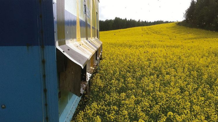 Det ekonomiska värdet av honungsbinas pollinering i odlade grödor i Sverige uppgår till 315-641 miljoner kronor. Foto: Preben Kristiansen