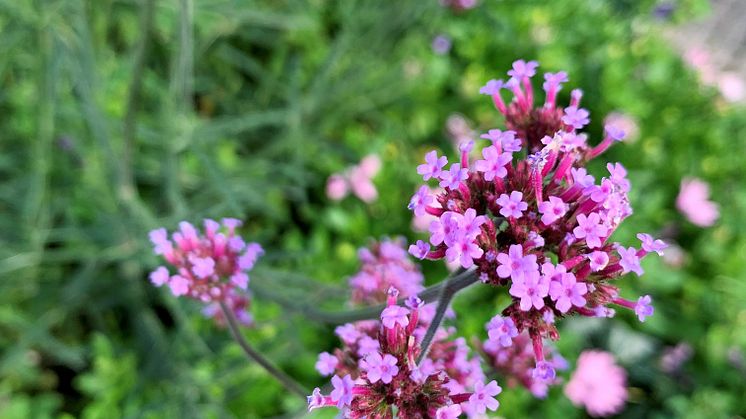 VVT trädgårdsblommor_ Pia Johnson