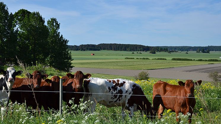 Svenskt jordbrukslandskap. En global klimatskatt på livsmedel beräknas leda till en minskad produktion av sådant som ger upphov till stora utsläpp, främst nötkött i länder utanför EU. Foto: Jannie Hagman, SLU