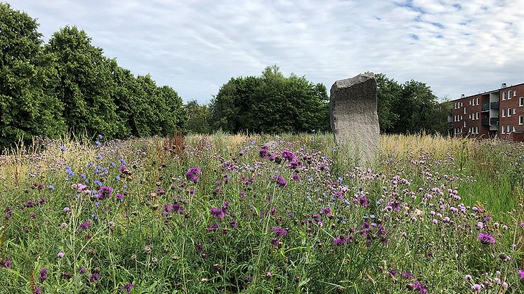 Vi vill ha fler ängar i Malmö