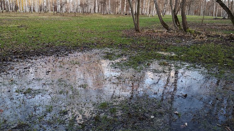 Oljigt vatten i Järva DiscGolfPark - På vintern blir den vattensjuka och förorenade marken synlig som kyrkogårdsförvaltningen har valt för kistbegravningar på Järva. De ville ha den vackra parken, men glömde kolla problemen under ytan.