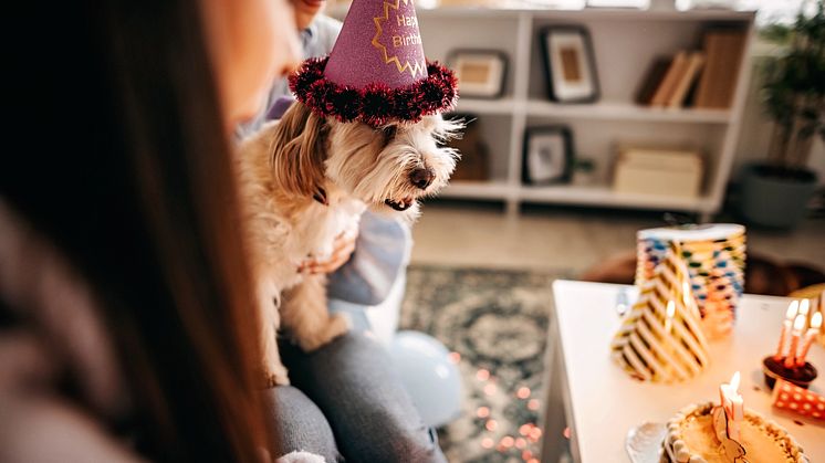 Källa: Doggy AB