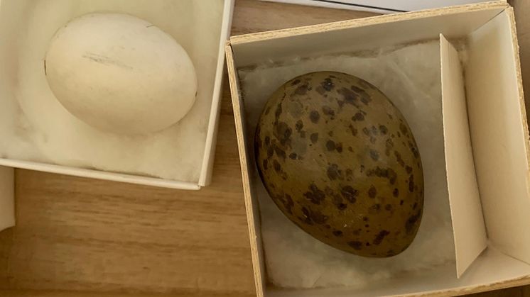 Fågelägg