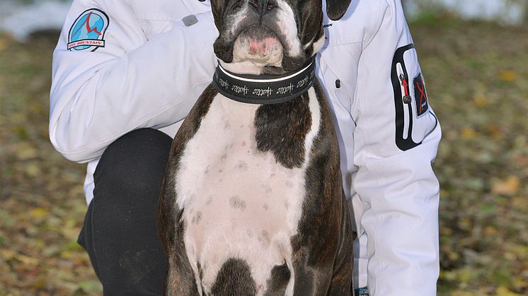 Ollie är Årets bragdhund 2016