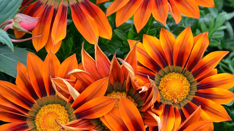 Gigantiskt Påfågelblomster
