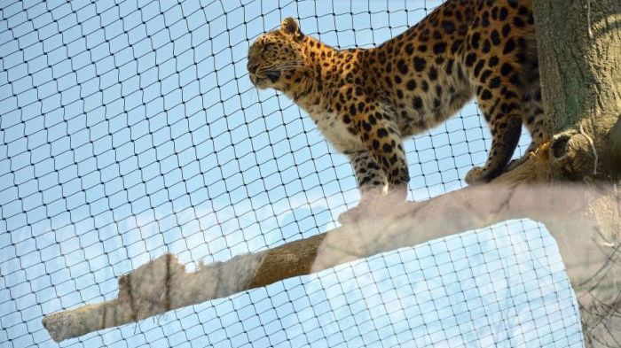 Feierliche Einweihung des Leoparden-Tals im Zoo Leipzig