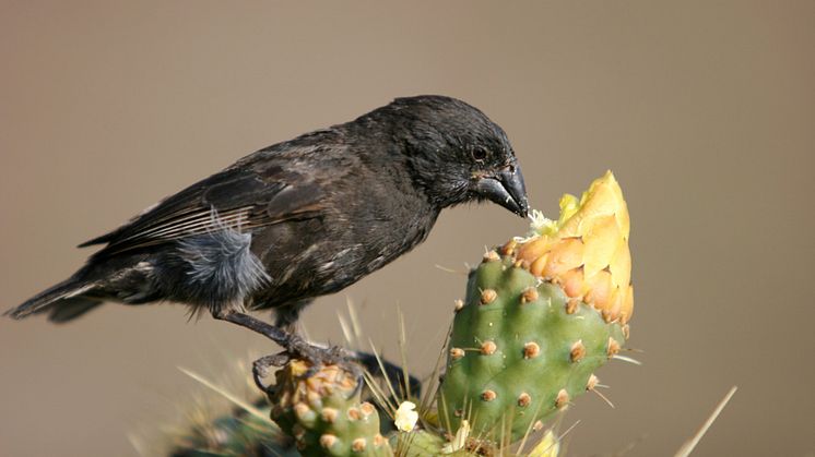 Figure 1. The medium ground finch Geospiza fortis 
