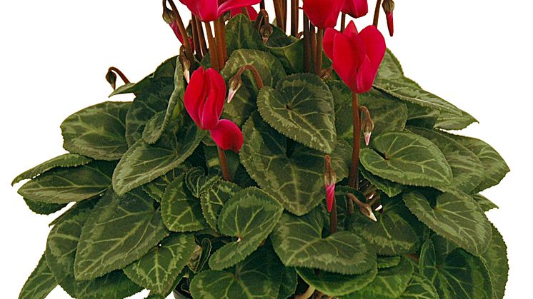 Lucka nr 11 - Småblommig Cyklamen i en Blomstrande Julkalender