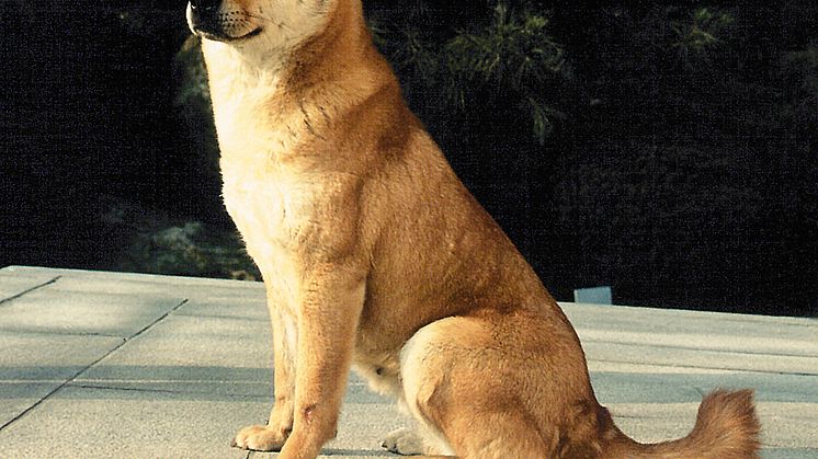 Ovanliga raser på World Dog Show 2008 - korea jindo dog