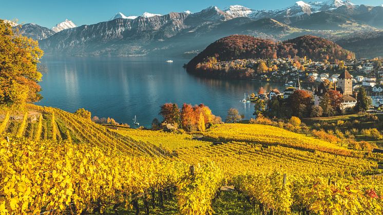 Blick vom Rebberg auf Spiez (c) Schweiz Tourismus, Andreas Gerth