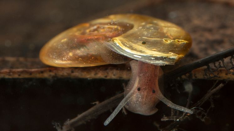 Linsskivsnäcka_Hippeutis_complanatus_Foto_ Jonas_Roth