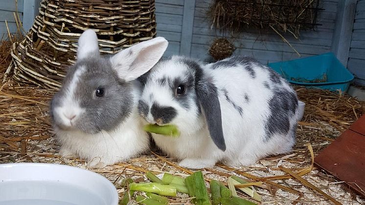 Påskhararna Daisy och Findus hälsar Glad Påsk! 