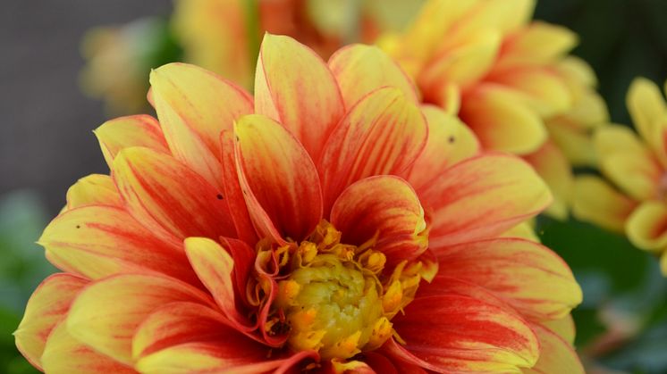 Workshop med blomstrande nyheter