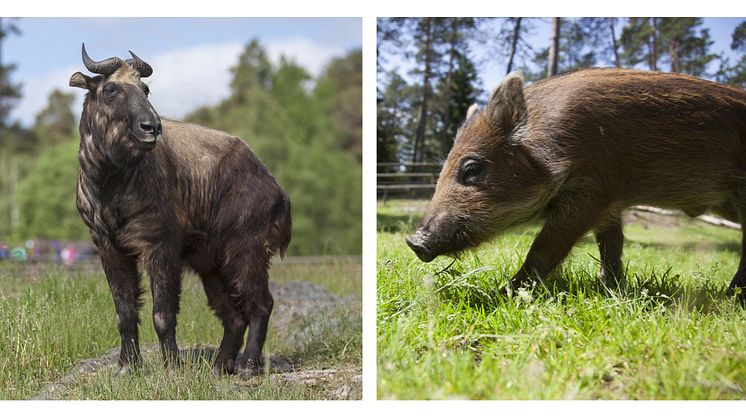 Takin och vildsvin - nytillskott på Kolmården i år