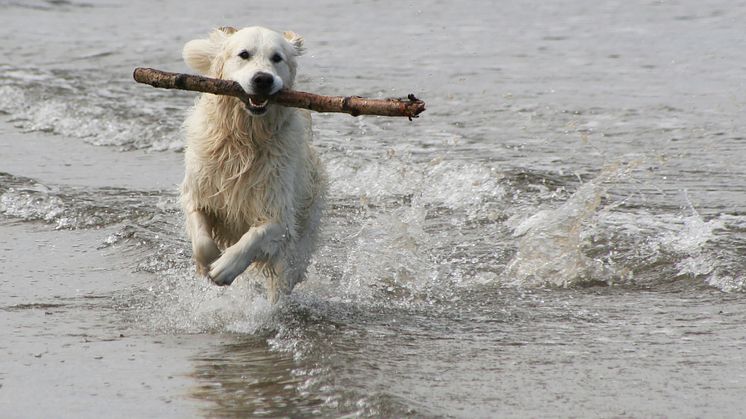 Labradoren tillhör den grupp av hundraser som älskar att bada. 