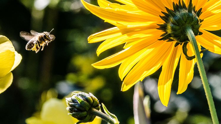 Pressinbjudan - Ökad biologisk mångfald i Ronneby kommuns grönområden 