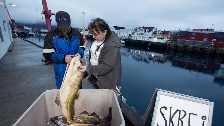 Siv Hilde kauft direkt am Hafen ihren frischen Skrei auf Henningsvaer
