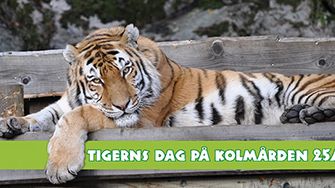 Evenemangstips - Tigerns dag på Kolmården