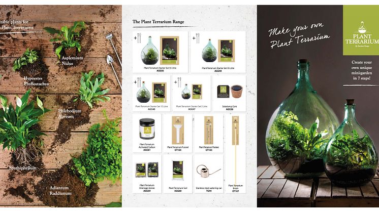 Plant Terrarium