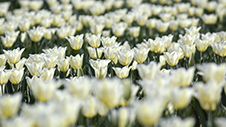 Tulpanfest i Slottsträdgården