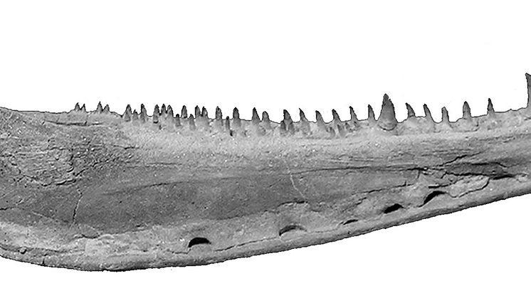 pm_ventastega_jaw
