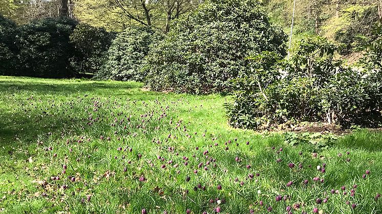 Blommande kungsängsliljor längs Hälsovägen nytt vårtecken