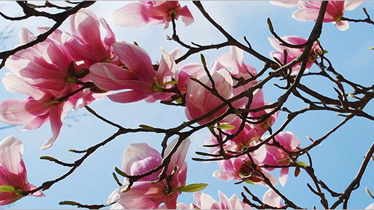 Bättre affärsklimat och nyanställningar - Deloitte/SEB CFO Survey - spring 2014