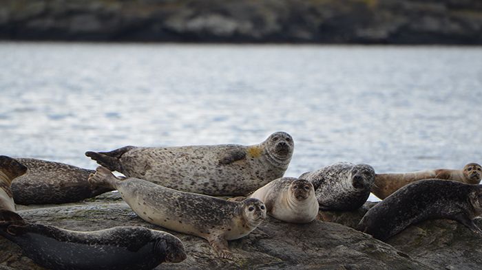 Knubbsäl i Bohuslän. Foto: Karl Lundström, SLU