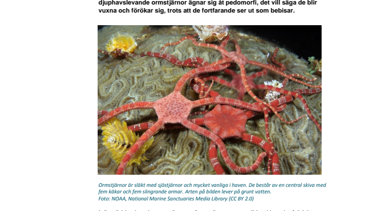 Ormstjärnor tar genvägar till vuxenlivet