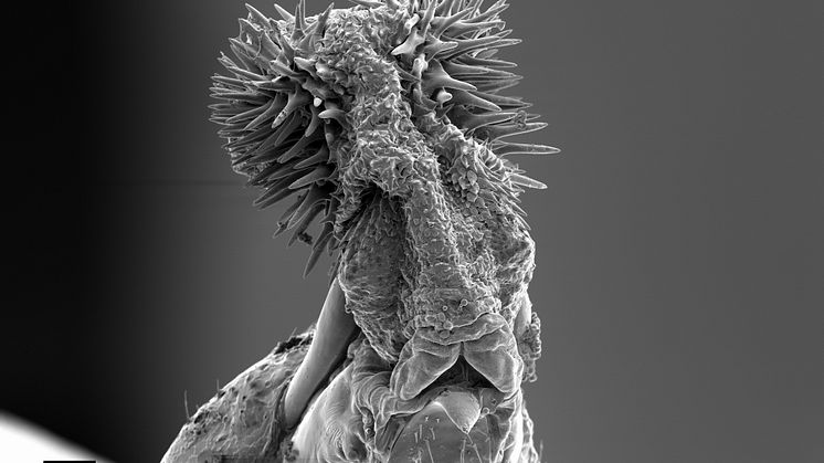 Callosobruchus maculatus parningsorgan 