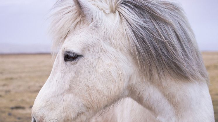 ​Premiär för Islandshästtävlingar på Falsterbo Horse Show!