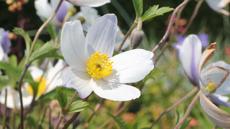 Anemone 'Wild Swan' Trädgårdsanemon - nyhet 2014 Blomsterlandet