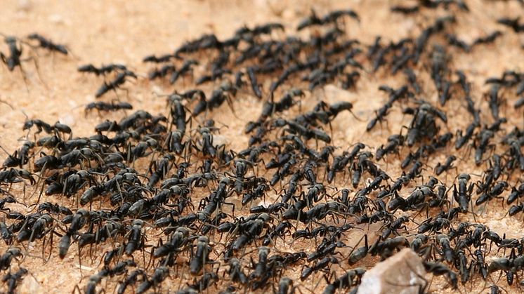  EXPERT COMMENT - These ants have evolved a complex system of battlefield triage and rescue