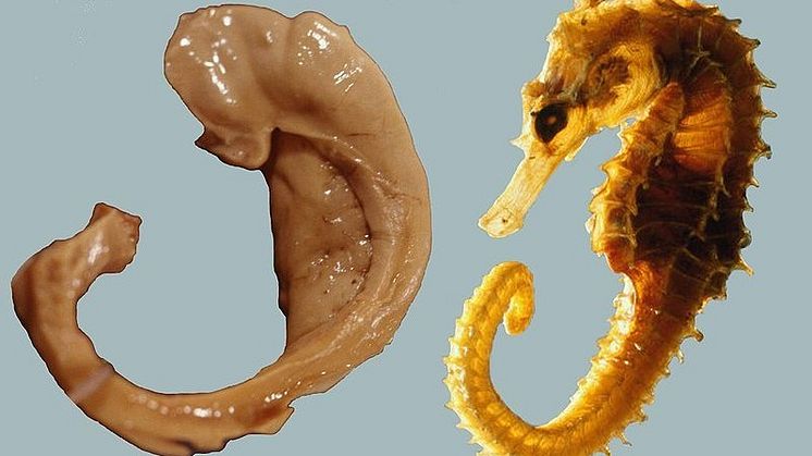 Hippocampus i hjärnan och en sjöhäst (på latin: hippocampus) från Wikimedia