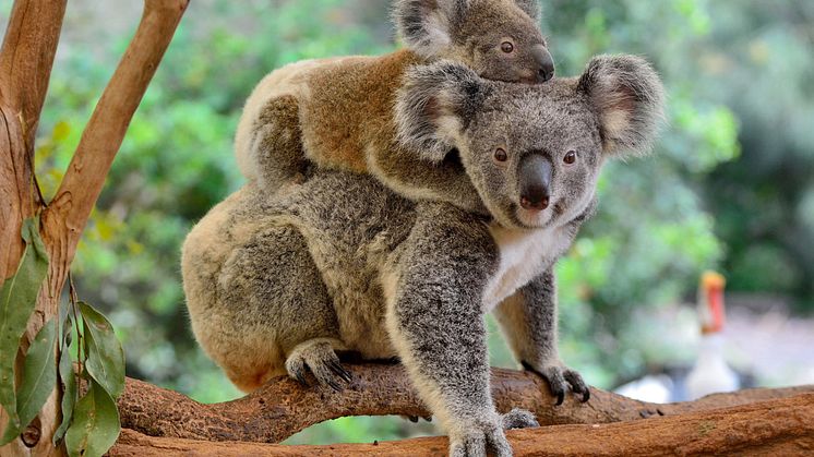With the cloud platform from TIS, global animal welfare and conservation organizations like the International Fund for Animal Welfare (IFAW) bring transparency and control to banking and payment processes. Source: Adobe Stock