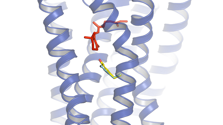 Structural model of herring rhodopsin (blue) with the chromophore retinal in red (where light absorption occurs).