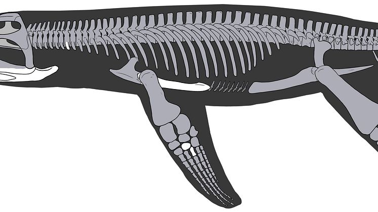 Lorrainosaurus_Skeletal reconstruction_Joschua Knüppe
