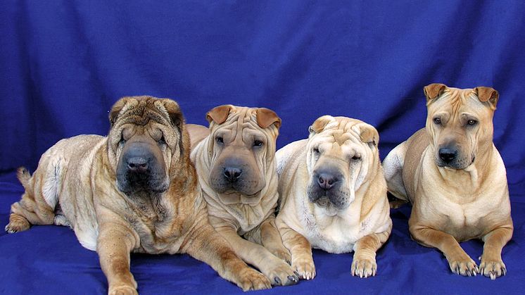 Shar-Pei