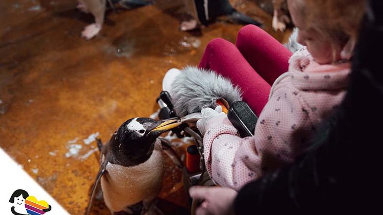 Pinguine füttern mit wünschdirwas e.V. (Bildrechte: Wünschdirwas e.V)
