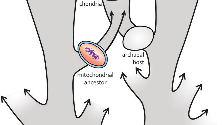 New hypothesis for the evolutionary origin of mitochondria