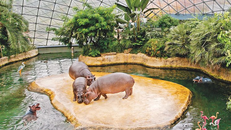 Tierischer Wasserspaß im Flusspferdhaus des Berliner Zoos