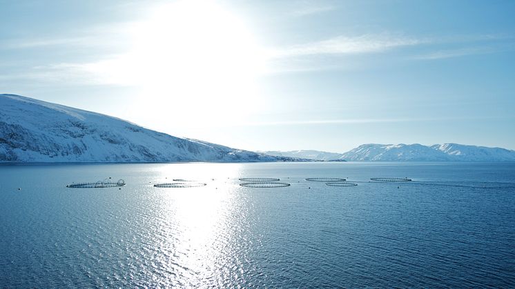Beste Bedinungen für besten Lachs: das kalte, klare Meer Norwegens.