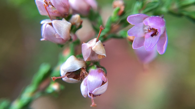 Ljungblommor