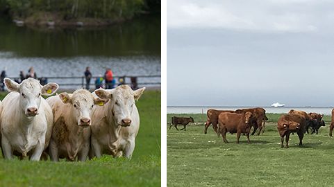 Nu släpps sommarens naturvårdarna på Bunkeflo strandängar och Bulltofta rekreationsområde