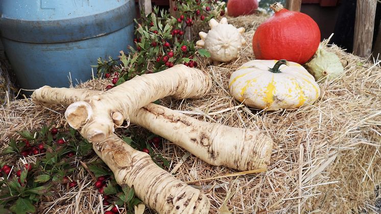 Pepparroten är en lokal råvara som uppmärksammas under Skördetid på gårdarna den 12 september.