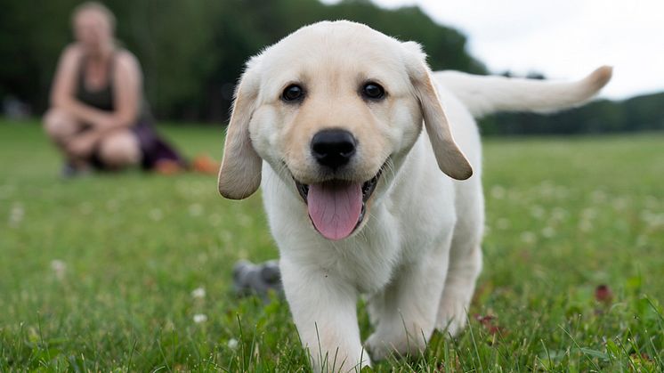 Labrador retriever har toppat listan över populäraste hundraser sedan 2010.